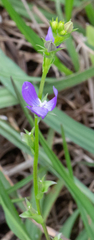 Triodanis biflora