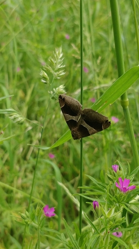 Dysgonia algira