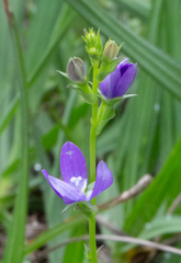 Triodanis biflora