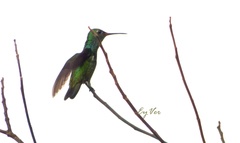 Trochilidae