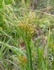 Juncus marginatus