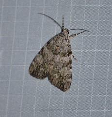 Catocala amica