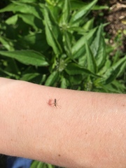 Aedes trivittatus