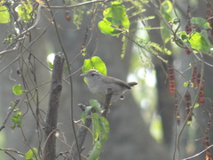 Uropsila leucogastra
