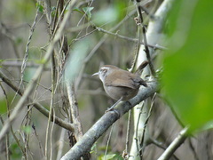 Uropsila leucogastra