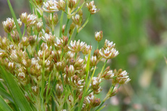 Juncus marginatus