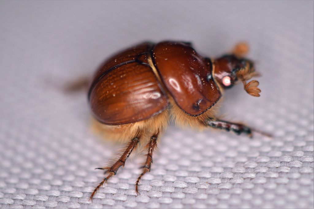 Bolbocerastes serratus