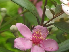 Cryptocephalus trifasciatus