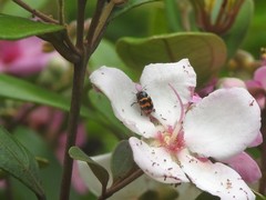 Cryptocephalus trifasciatus