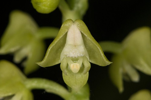 Polystachya concreta
