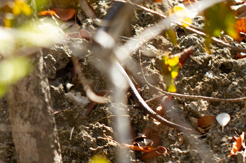 Little Cayman Racer