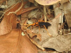 Leptodialepis bipartitus