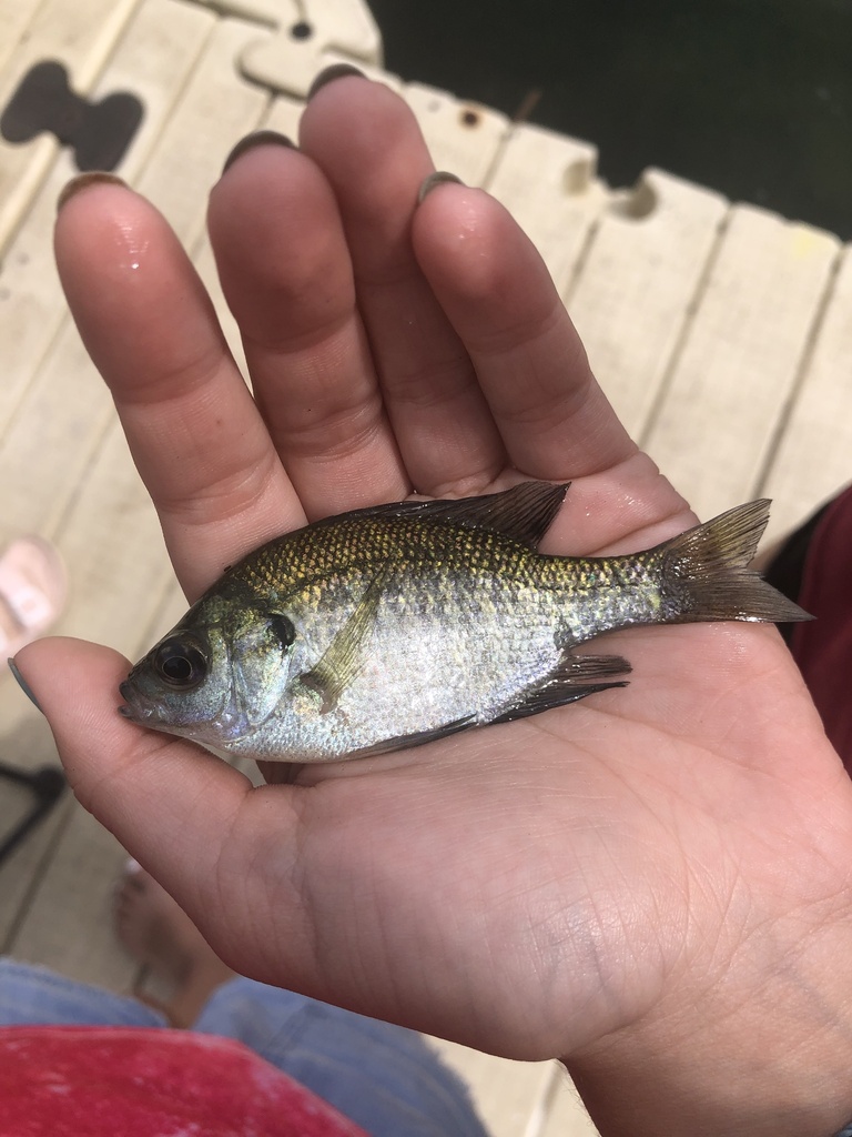 Northern Bluegill in June 2024 by eggfrog · iNaturalist