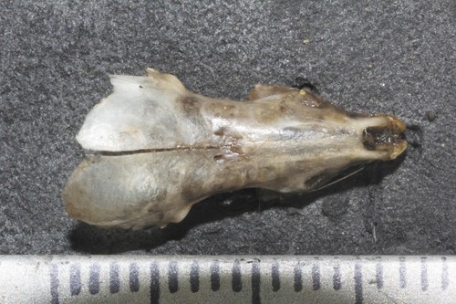 Large-eared Gray Shrew