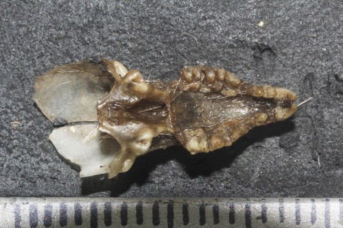 Large-eared Gray Shrew