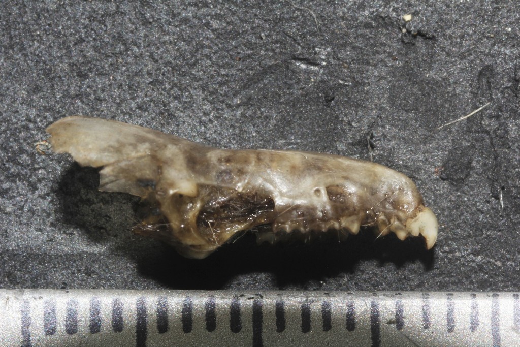 Large-eared Gray Shrew