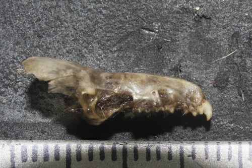 Notiosorex evotis