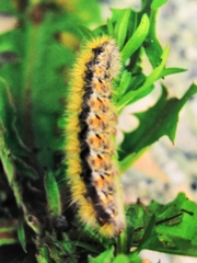 Diacrisia purpurata