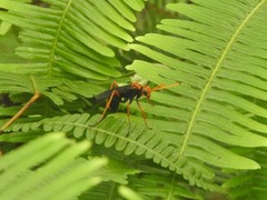 Leptodialepis bipartitus