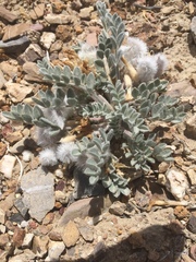Astragalus newberryi