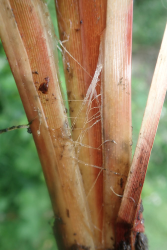 Greater Pond-sedge