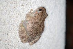 Hyla arenicolor