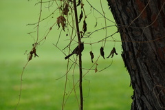 Psaltriparus minimus