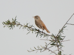 Cercotrichas galactotes