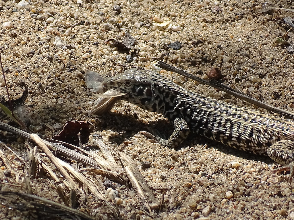 Whiptail Shell Western Whiptail from Churchill County, NV, USA on June 1, 2024 at 10: ...
