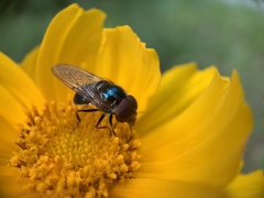 Copestylum vesicularium