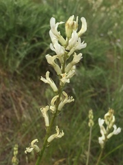 Astragalus conjunctus rickardii
