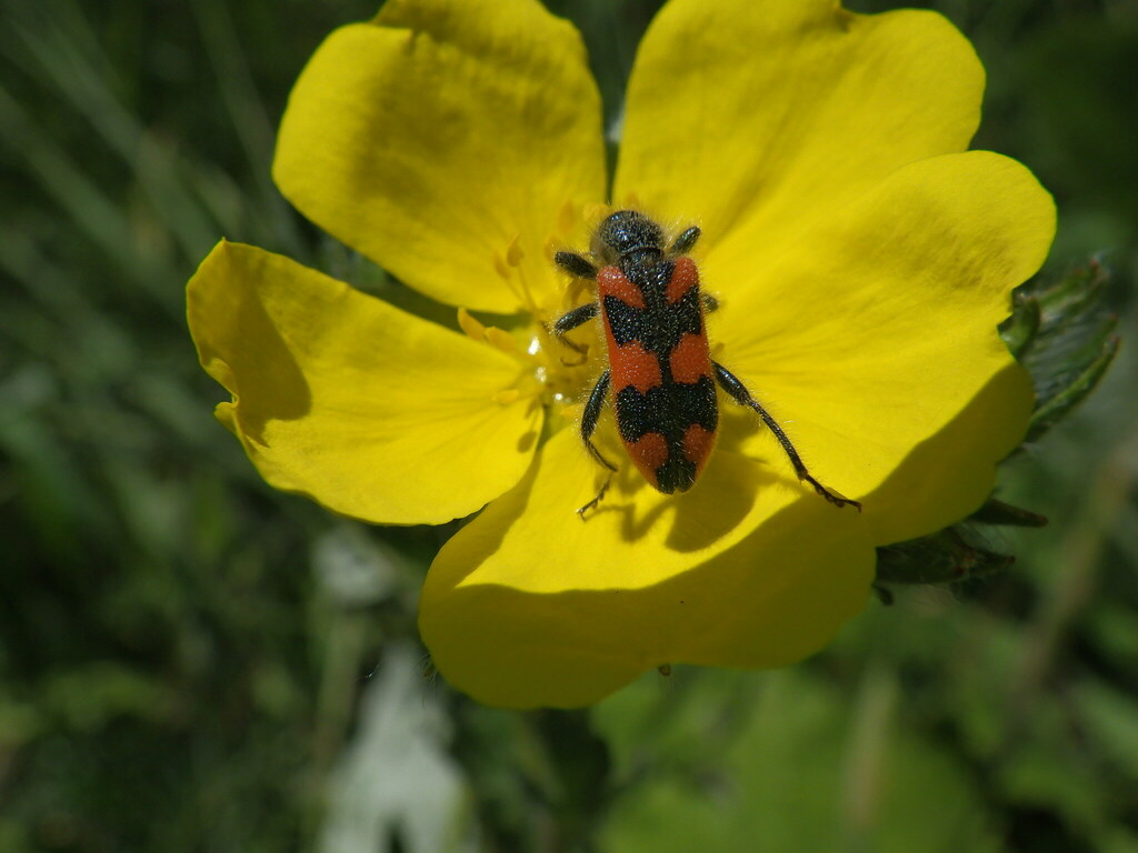 Trichodes turkestanicus