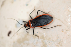 Rhiginia cinctiventris