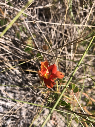 Chamaecrista fagonioides, 2024-05-11