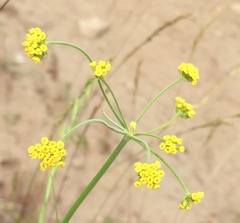 Lomatium triternatum