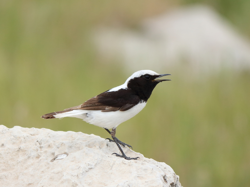 Finsch's Wheatear photo