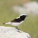 Finsch's Wheatear - Photo (c) Ani Sarkisyan, some rights reserved (CC BY), uploaded by Ani Sarkisyan