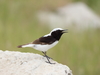 Finsch's Wheatear - Photo (c) Ani Sarkisyan, some rights reserved (CC BY), uploaded by Ani Sarkisyan