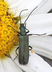 Oedemera lurida