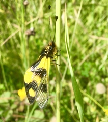 Libelloides macaronius