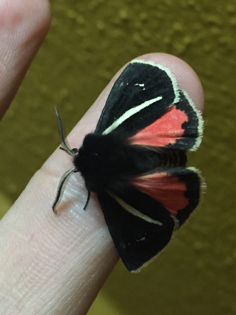 Sonorarctia