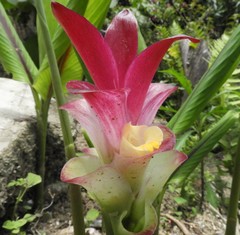 Curcuma zedoaria