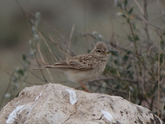 Alaudala heinei