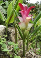 Curcuma zedoaria