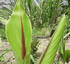 Curcuma zedoaria