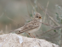 Alaudala heinei