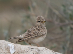 Alaudala heinei