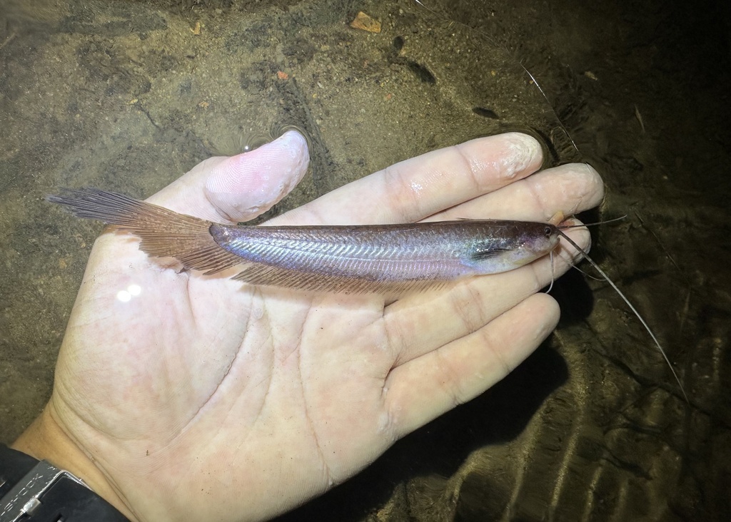 Asian Leaf Catfish