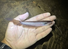 Asian Leaf Catfish photo 1