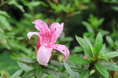 Rhododendron kanehirai